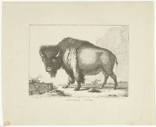Bizon