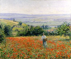 Kobieta w polu maków