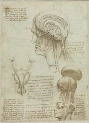 Karta rękopisu z rysunkami anatomicznymi i notatkami, 1506-1508.