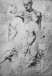 Rysunki anatomiczne szyi i ramion mężczyzny, c1480 1945