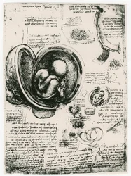 Anatomiczny szkic płodu ludzkiego w łonie matki, c1510