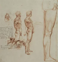 Anatomiastudia