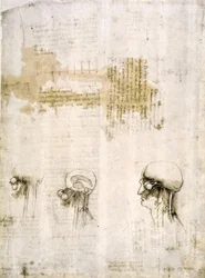 Anatomiastudia