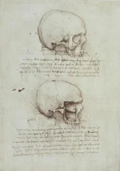 Anatomiastudia