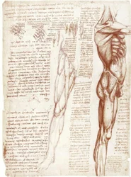 Studia anatomiczne: umięśnienie tułowia i nóg