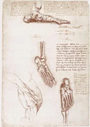 Badania anatomiczne: anatomia powierzchni barku / kości stopy