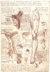 Badania anatomii: język, gardło, krtań i przełyk