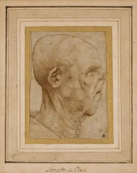 Karykatura głowy starca, z profilu po prawej, ok.1507