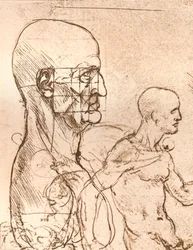 Rysunek ilustrujący teorię proporcji postaci ludzkiej, c1472-c1519 1883