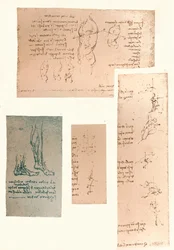 Cztery rysunki ilustrujące teorię ruchów postaci ludzkiej, c1472-c1519 1883