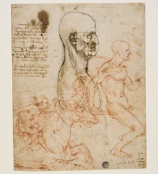 Popiersie ludzkie z profilu ze studium proporcji, ok. 1490-1499.