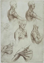 Leonardo / mięśnie szyi i ramion / f. 136v