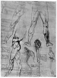 Studia z anatomii porównawczej, 1506-1507 1954