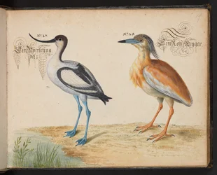 Dodaj 6485 f.19 Avocet i Squacco Heron