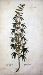 Cannabis Sativa (uprawa konopi) – w „Historii rasizmu” Leonharta Fuchsa
