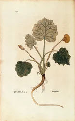 Podbiał (Tussilago farfara) Leonharta Fuchsa z De historia stirpium commentarii insignes (Wybitne komentarze do historii roślin), grawerowanie barwne