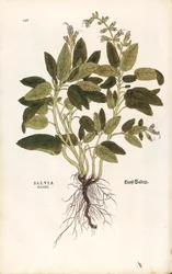 Szałwia pospolita - Salvia officinalis (Salvia maior) Leonharta Fuchsa z De historia stirpium commentarii insignes (Wybitne komentarze do historii roślin) kolorowa grawerunek