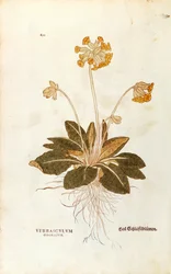 Cowslip - Primula veris officinalis (Verbasculum odoratum) Leonharta Fuchsa z De historia stirpium commentarii insignes (Wybitne komentarze do historii roślin), grawerowanie barwne