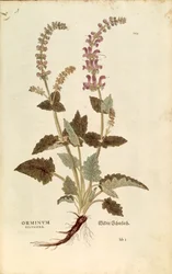 Dragonmouth (Horminum lub Orminum sylvestre) Leonharta Fuchsa z De historia stirpium commentarii insignes (Wybitne komentarze do historii roślin), kolorowy grawer