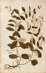 Wiciokrzew (Lonicera periclymenum) Leonharta Fuchsa z De historia stirpium commentarii insignes (Wybitne komentarze do historii roślin), grawerowanie barwne