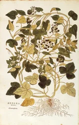Bluszcz (Hedera helix nigra aurea) Leonharta Fuchsa z De historia stirpium commentarii insignes (Wybitne komentarze do historii roślin), grawerowanie barwne