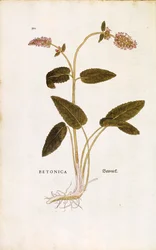 Fioletowy betony lub ziele biskupie - Stachys officinalis (Betonica) Leonharta Fuchsa z De historia stirpium commentarii insignes (Wybitne komentarze do historii roślin) barwny grawerunek