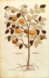 Pigwa - Cydonia oblonga (Cotonea malus) – Leonhart Fuchs z De historia stirpium commentarii insignes (Wybitne komentarze do historii roślin), grawerowanie barwne