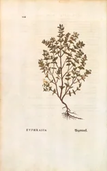 Świetlik czerwony (Euphrasia officinalis) Leonharta Fuchsa z De historia stirpium commentarii insignes (Notable Comments on the History of Plants) barwny grawerunek