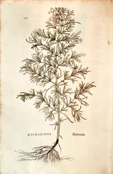 Rozmaryn, Rosmarinus Officinalis (Rosmarinus). kolorowe grawerowanie