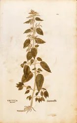 Pokrzywa zwyczajna - Urtica dioica (Urtica maior) autorstwa Leonharta Fuchsa z De historia stirpium commentarii insignes (Notable Commentaries on the History of Plants), rycina kolorowana
