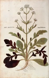 Walerian - Valeriana officinalis (Phu magnum) Leonharta Fuchsa z De historia stirpium commentarii insignes (Wybitne komentarze do historii roślin) kolorowy grawerunek