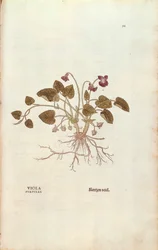 Fiolet (Viola odorata) Leonharta Fuchsa z De historia stirpium commentarii insignes (Wybitne komentarze do historii roślin), grawerowana kolorowo