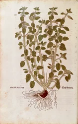 Szanty zwyczajnej (Marrubium vulgare) Leonharta Fuchsa z De historia stirpium commentarii insignes (Wybitne komentarze do historii roślin) barwny grawerunek