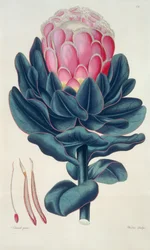 Protea speciosa, Perigonia pistillum (pl.12) z „Thesaurus Botanicus”