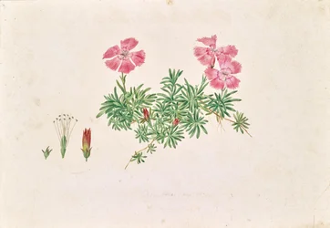 Goździk alpejski (Dianthus alpinus)