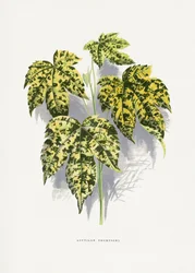 Ilustracja liścia Abutilon thompsoni