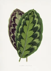 Ilustracja liścia Calathea veitchiana