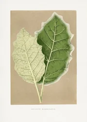 Ilustracja zielonego liścia Solanum marginatum