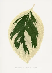 Ilustracja liścia hortensji japońskiej odmiany Variegata