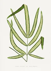 Ilustracja liścia Pteris cretica