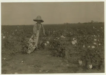 5-letni Willie Hesse zbiera 15 funtów bawełny dziennie na 80-akrowej farmie swoich rodziców niedaleko West w Teksasie, 1913