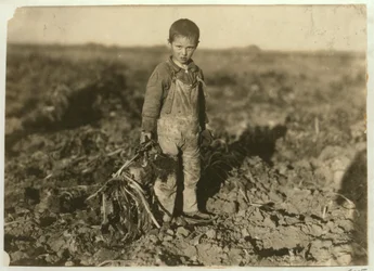 6-letnia Jo ciągnąca buraki cukrowe na farmie niedaleko Sterling, Kolorado, 1915