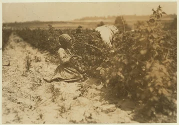 Sześcioletnia polska dziewczynka zbierająca jagody przez cały dzień ze swoją rodziną (Scholtz) w Rock Creek niedaleko Baltimore w stanie Maryland, 1909