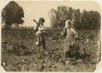 Amelia i Mary Luft, 9 i 12 lat, tnące buraki cukrowe na farmie niedaleko Sterling w stanie Kolorado, 1915 r