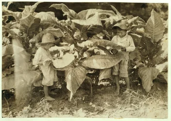 Amos 6 i Horace 4 rośliny dżdżownic i tytoń ssących przez cały dzień dla ich ojca Johna Neala w Warren County, Albaton, Kentucky, 1916