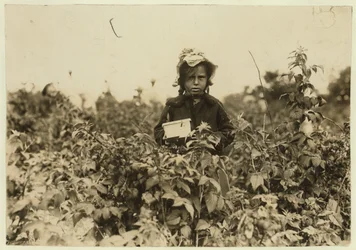 Annie Bissie zbiera jagody na polach w pobliżu Baltimore, Maryland, 1909