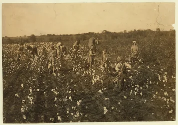 Rodzina zbierająca bawełnę niedaleko McKinney, Teksas, 1913 r.