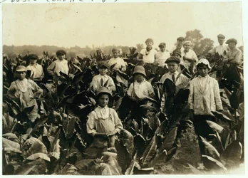 Goodrich Tobacco Farm, niedaleko Gildersleeve, Connecticut, 1917