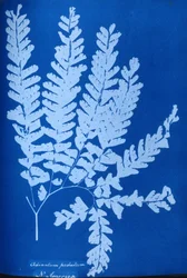 Cyanotyp paproci północnoamerykańskiej, Adiantum pedatum