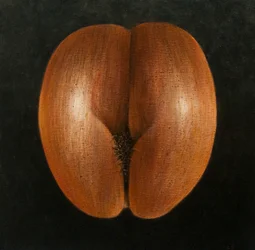 Coco de Mer, 2010 (akryl na płótnie)